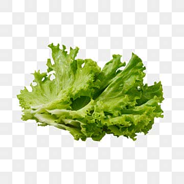 Lettuce